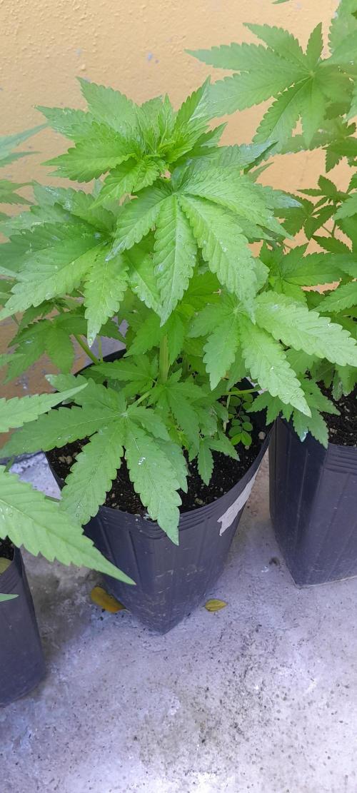 Geneticas da Tropicana. Week 5