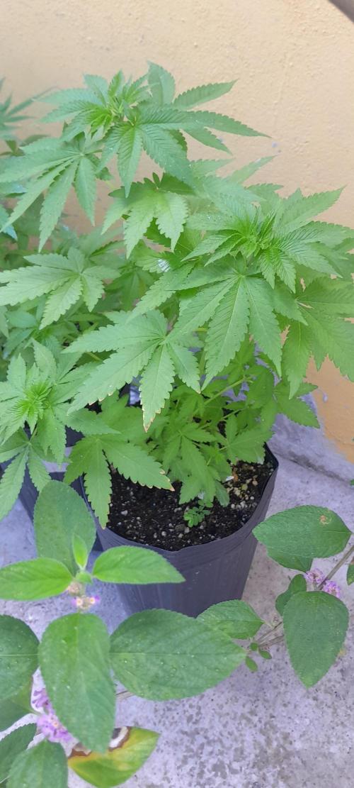 Geneticas da Tropicana. Week 5