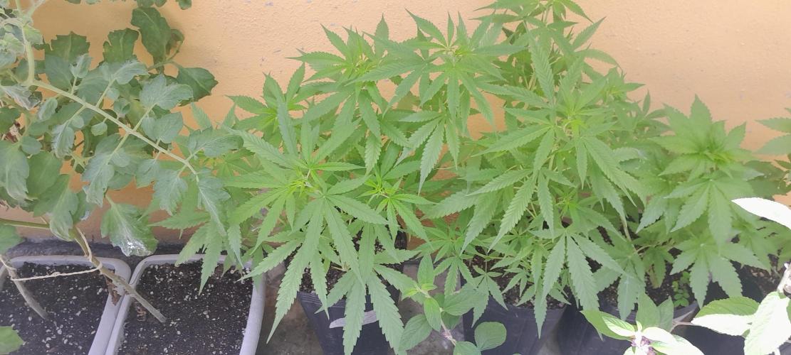 Super Silver Haze - 6 Pés. Week 6