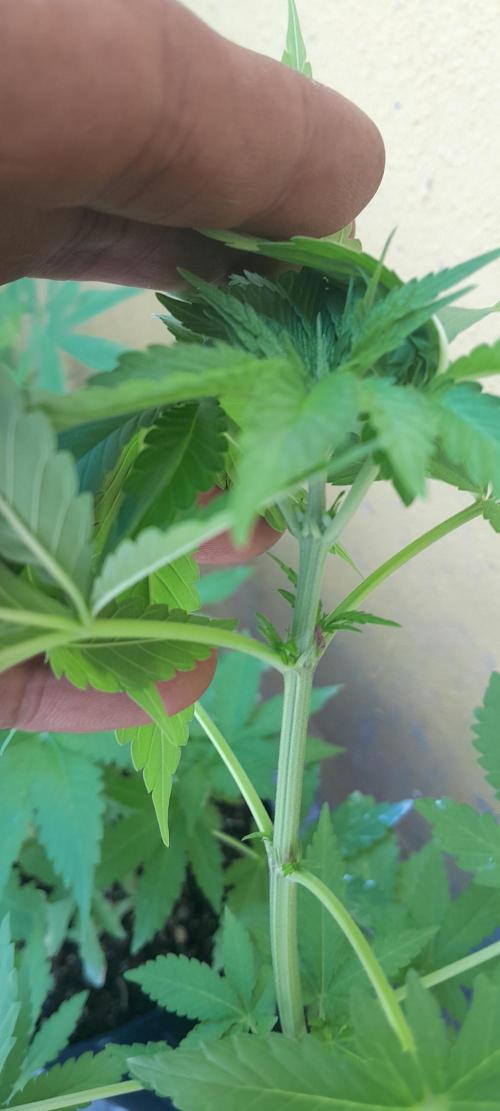 Geneticas da Tropicana. Week 5