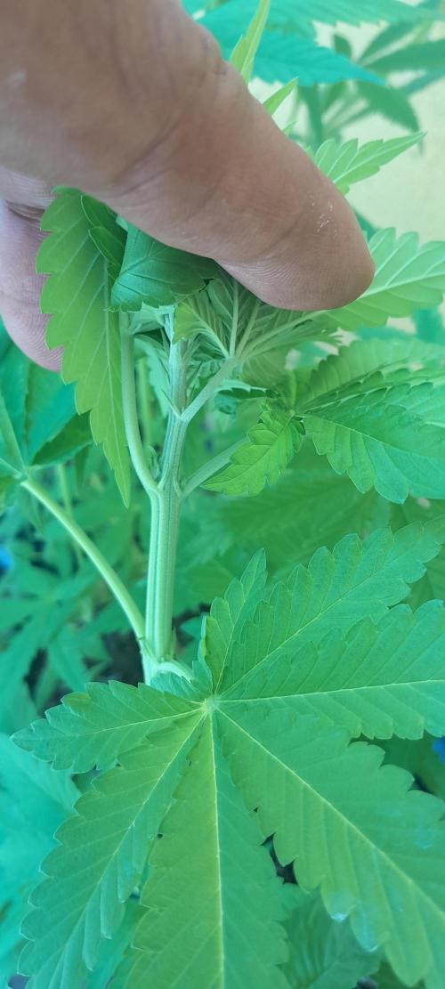 Geneticas da Tropicana. Week 5