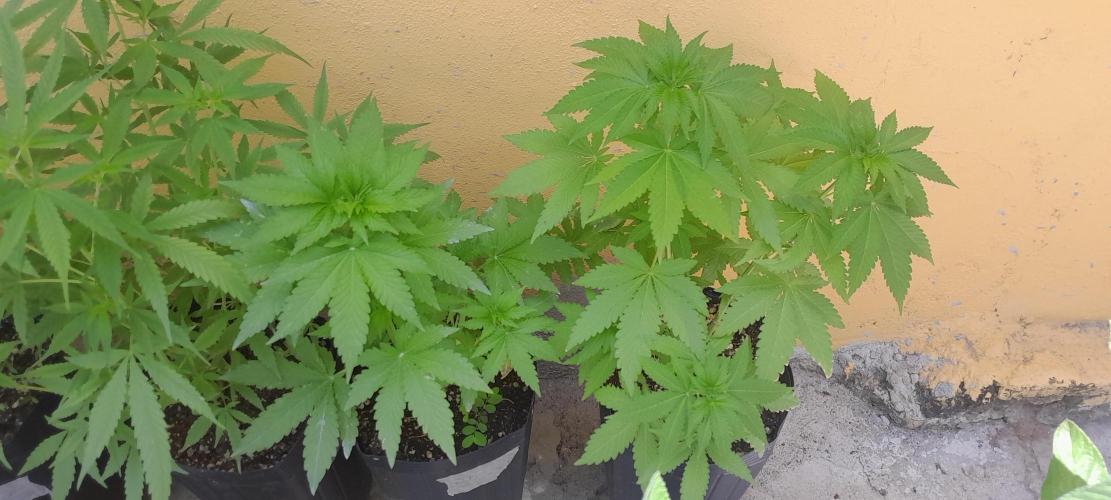 Geneticas da Tropicana. Week 5