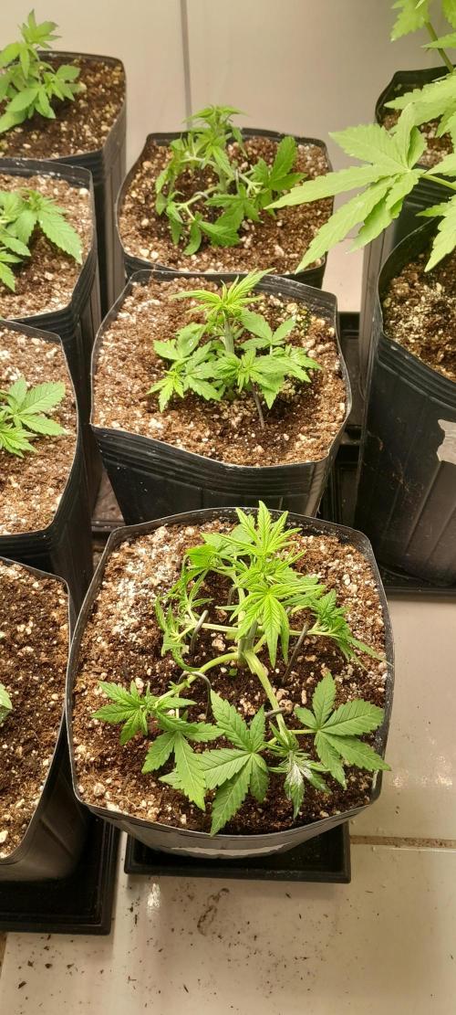 Que venha uma cor linda !. Week 4