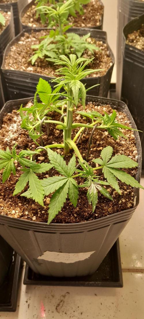 Que venha uma cor linda !. Week 4