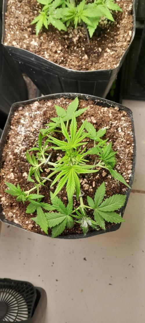 Que venha uma cor linda !. Week 4