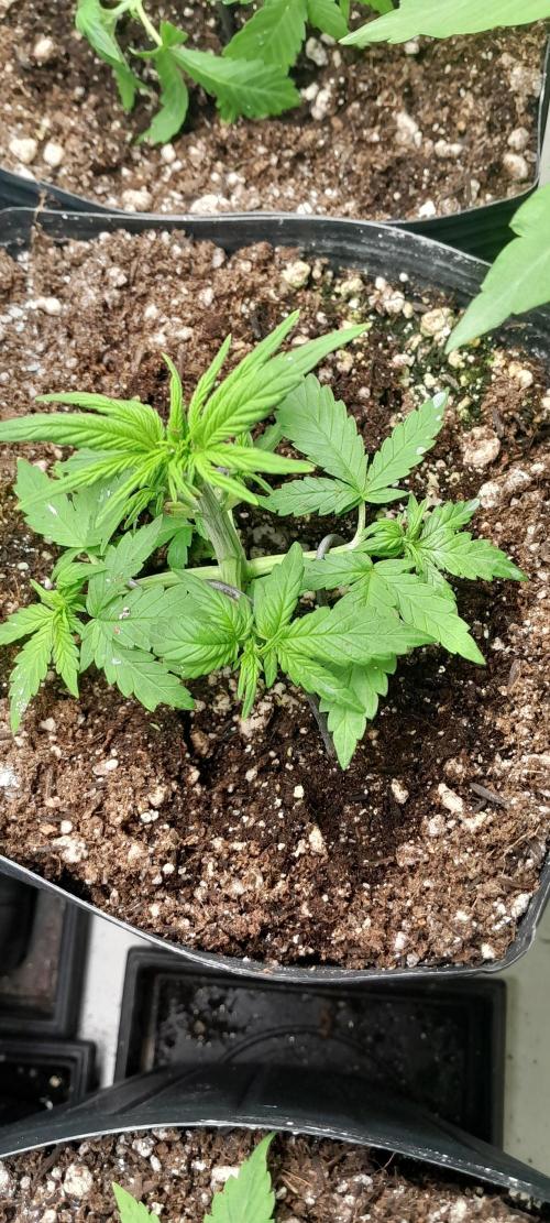 Que venha uma cor linda !. Week 4