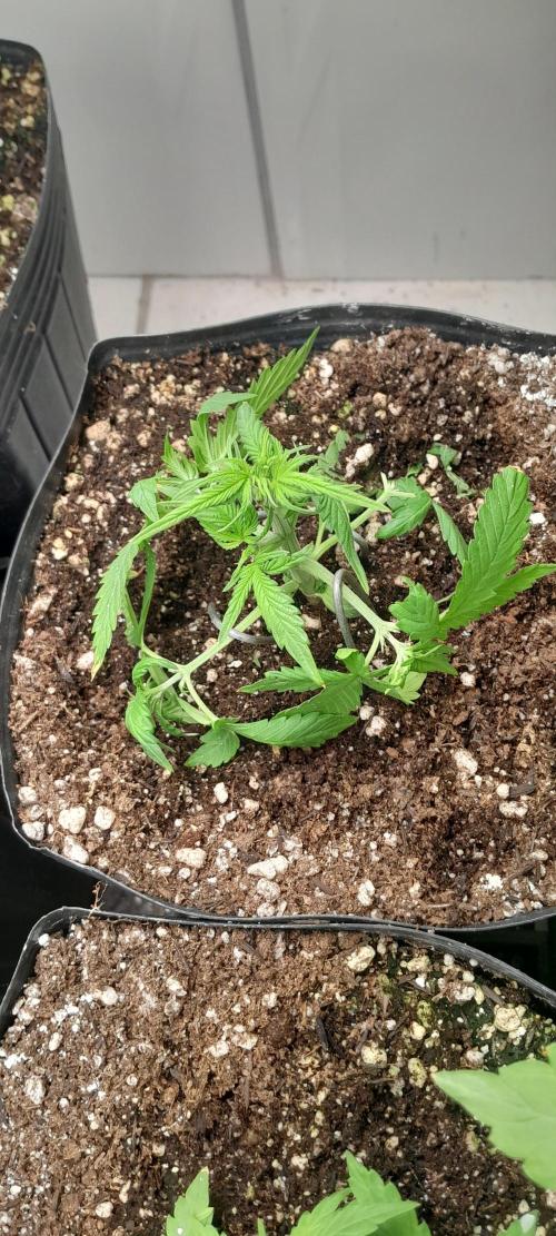 Que venha uma cor linda !. Week 4