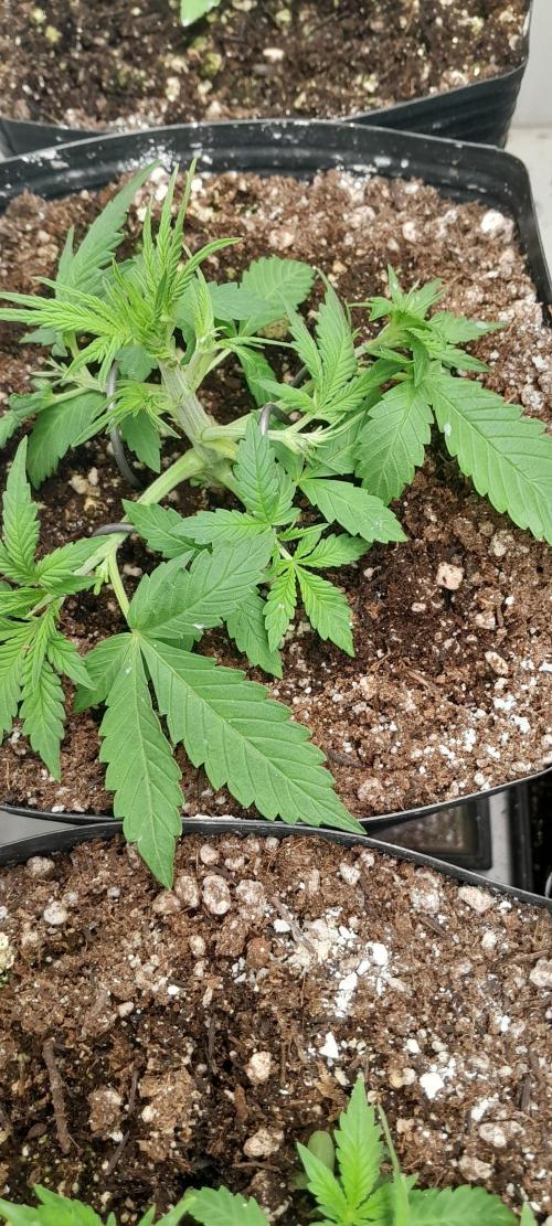 Uma novidade antes do verão chegar.. Week 4