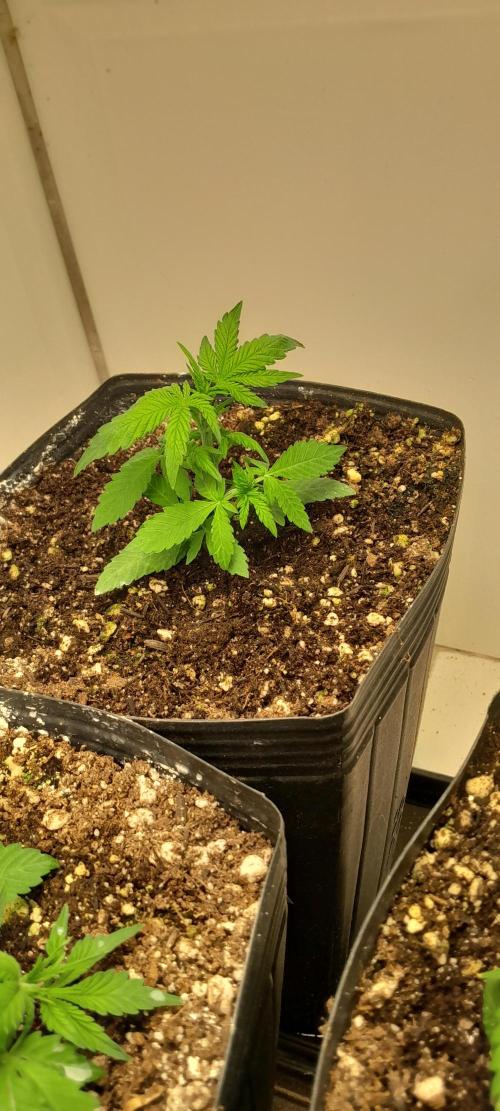 Uma novidade antes do verão chegar.. Week 4