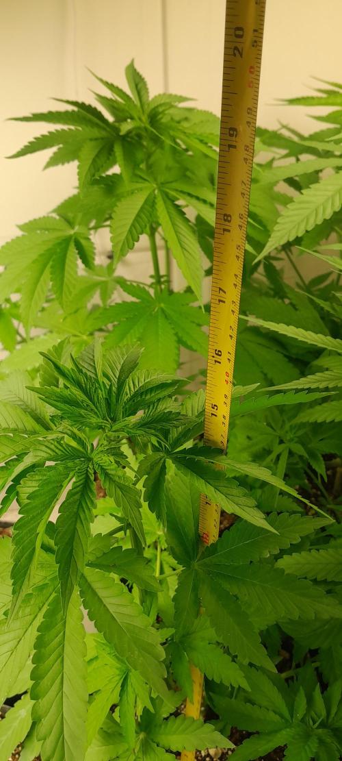 Geneticas da Tropicana. Week 6