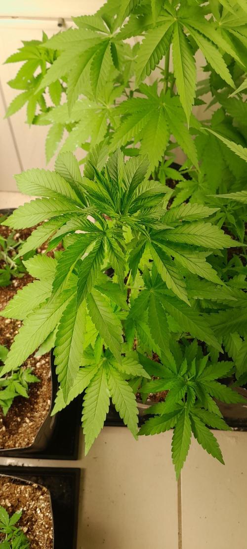 Geneticas da Tropicana. Week 6