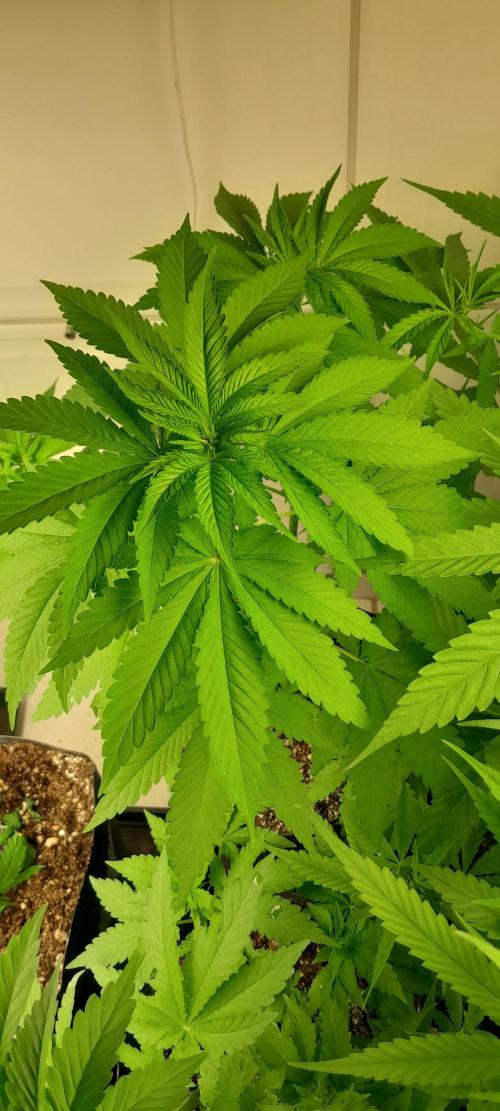 Geneticas da Tropicana. Week 6