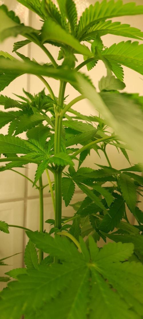 Geneticas da Tropicana. Week 6