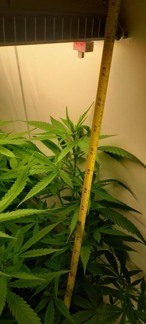 Super Silver Haze - 6 Pés. Week 7