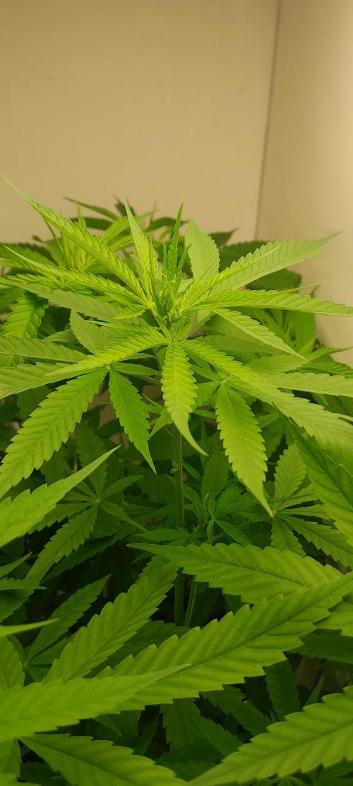 Super Silver Haze - 6 Pés. Week 7