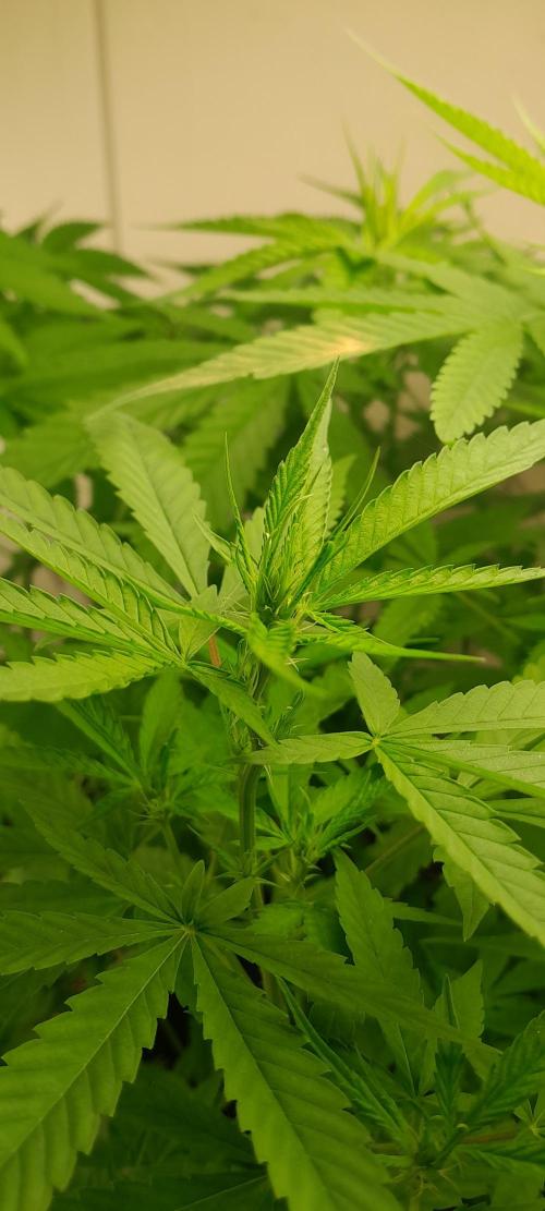 Super Silver Haze - 6 Pés. Week 7