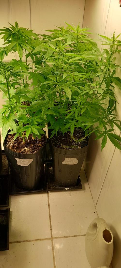 Super Silver Haze - 6 Pés. Week 7