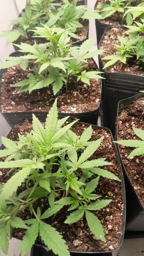 Uma novidade antes do verão chegar.