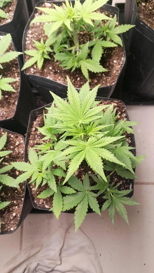 Que venha uma cor linda !