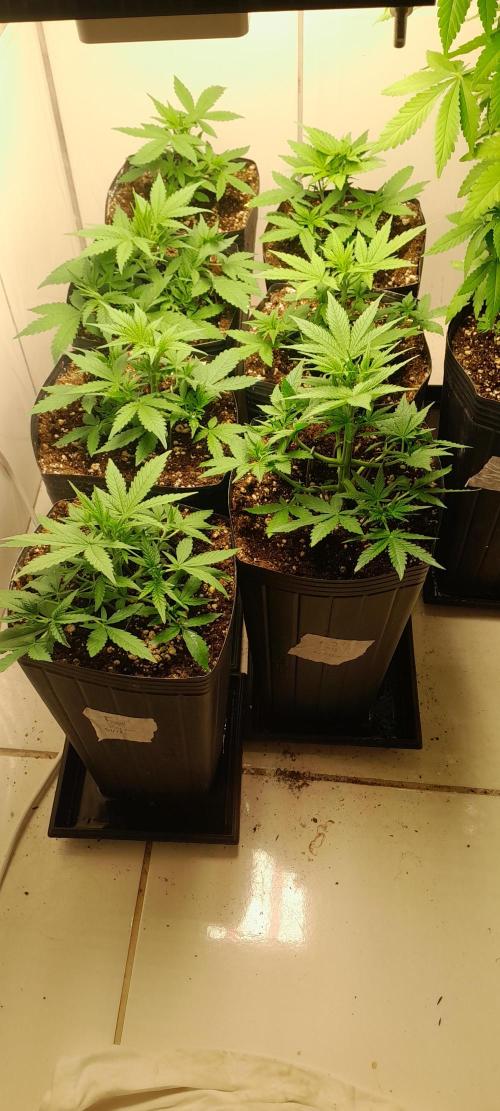 Uma novidade antes do verão chegar.. Week 4