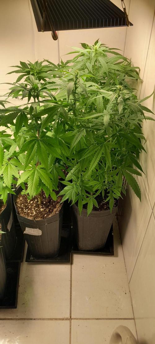 Super Silver Haze - 6 Pés. Week 7