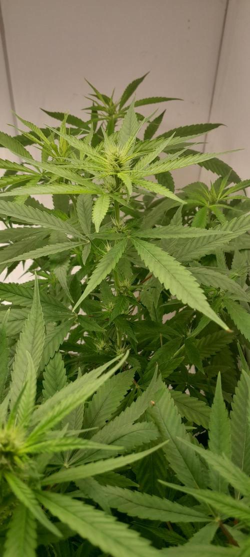 Super Silver Haze - 6 Pés. Week 7