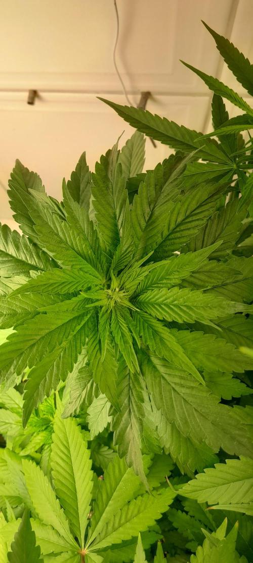 Geneticas da Tropicana. Week 6