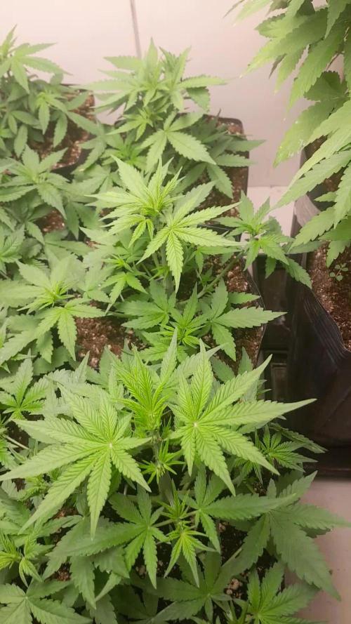 Que venha uma cor linda !