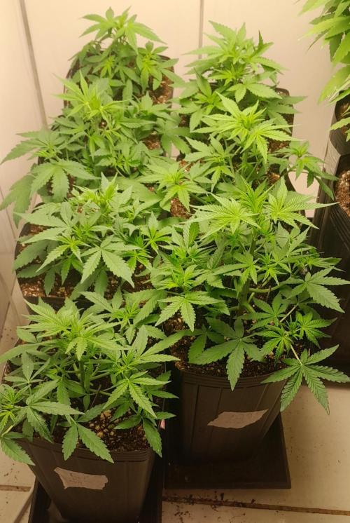 Uma novidade antes do verão chegar.. Week 4