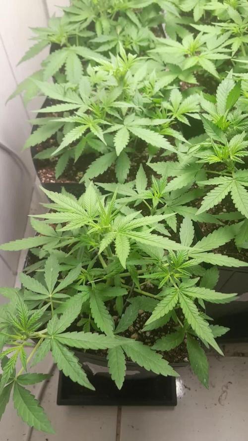 Uma novidade antes do verão chegar.