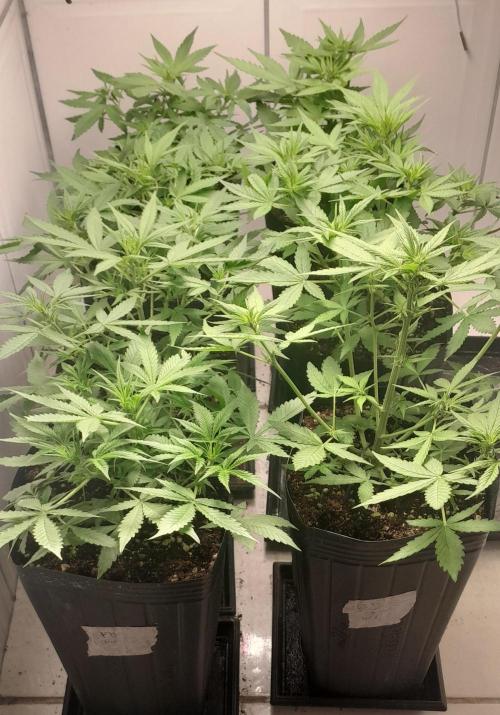 Que venha uma cor linda !. Week 5