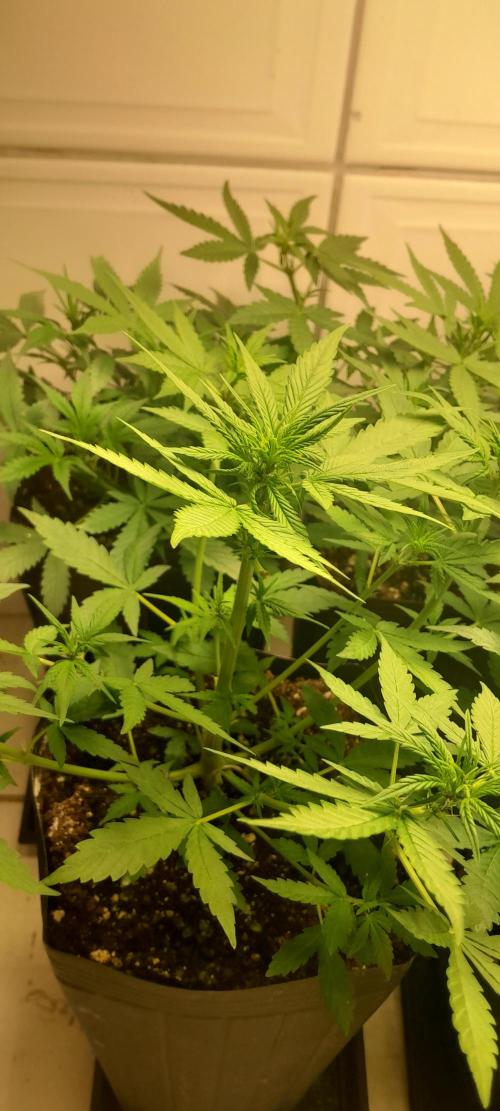 Que venha uma cor linda !. Week 5