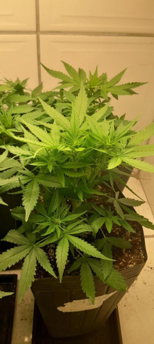 Que venha uma cor linda !. Week 5