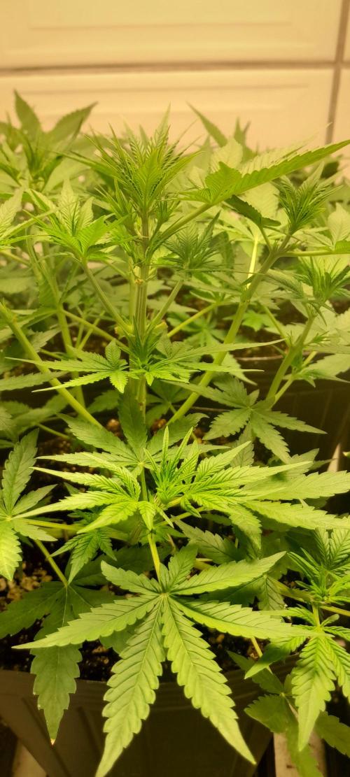 Que venha uma cor linda !. Week 5