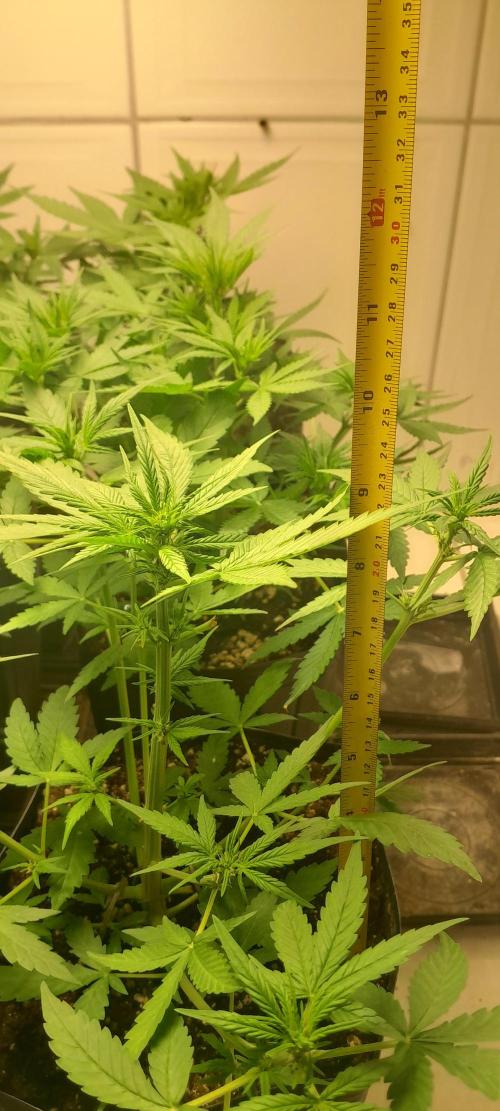 Que venha uma cor linda !. Week 5