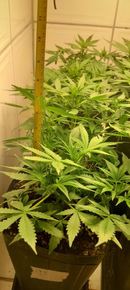 Uma novidade antes do verão chegar.. Week 5