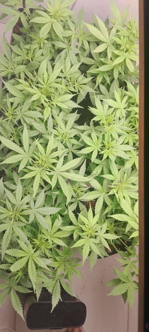 Uma novidade antes do verão chegar.. Week 5