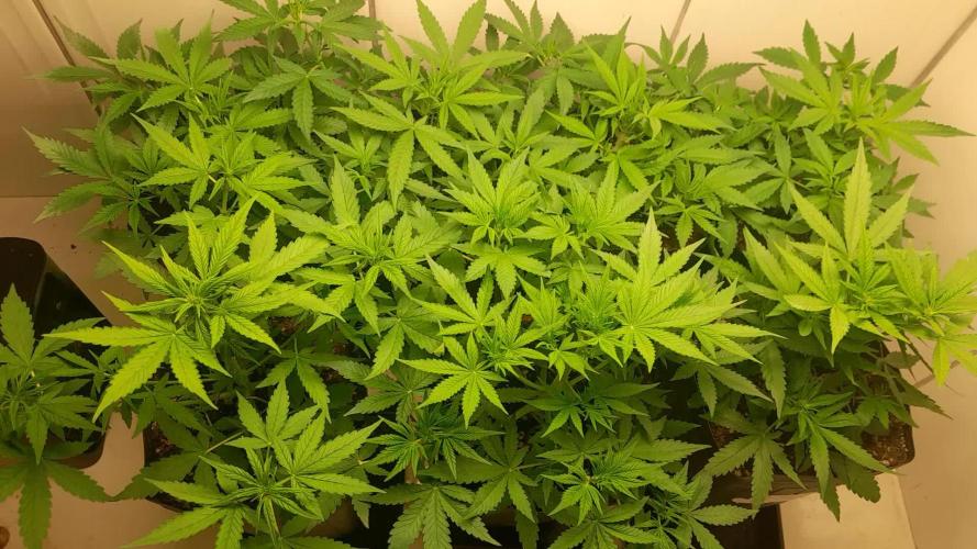 Que venha uma cor linda !