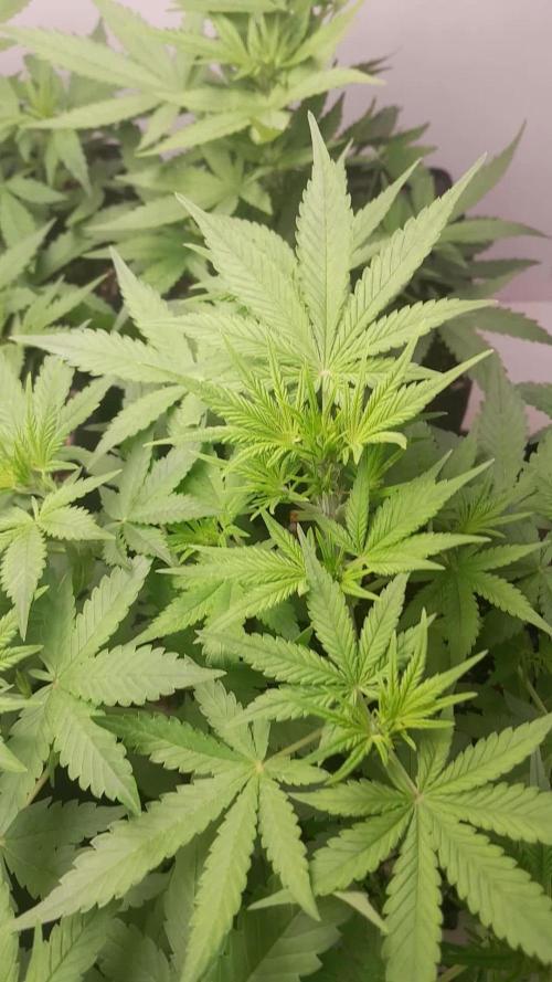 Uma novidade antes do verão chegar.