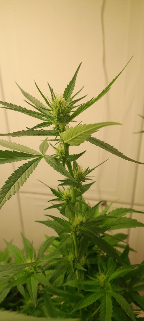 Super Silver Haze - 6 Pés. Week 8