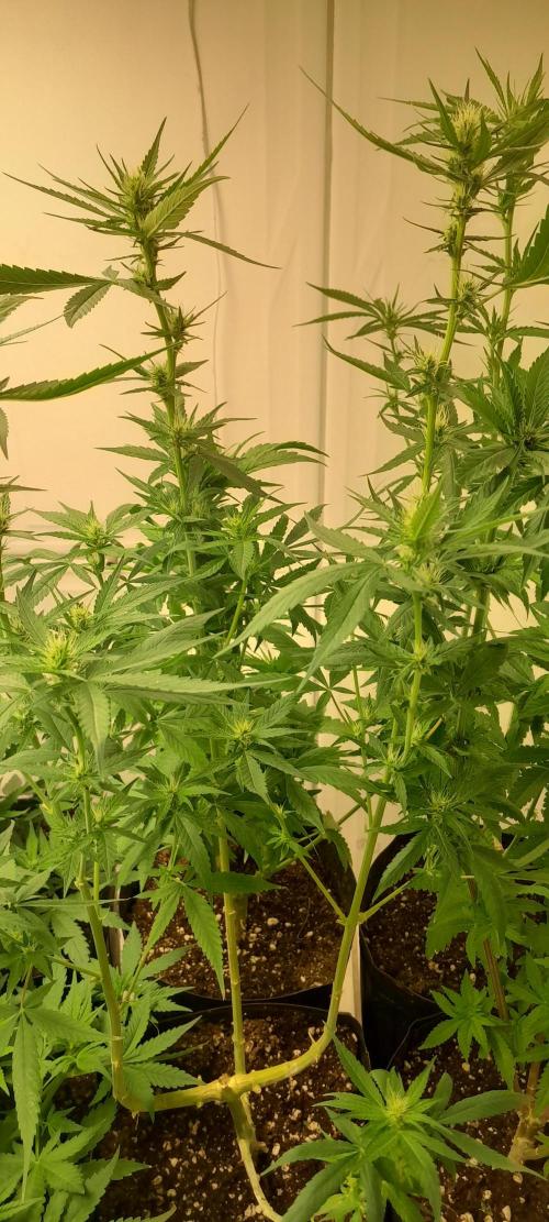 Super Silver Haze - 6 Pés. Week 8