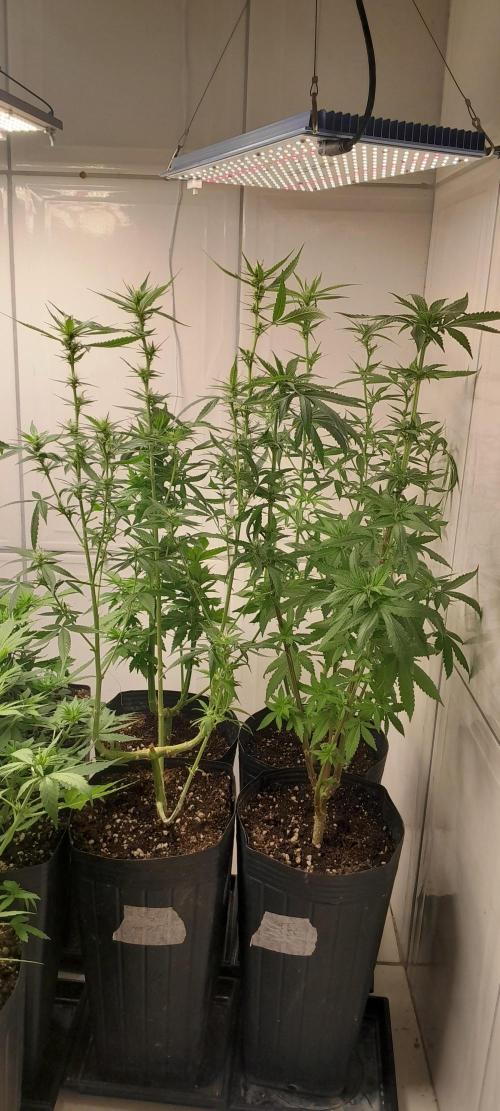 Super Silver Haze - 6 Pés. Week 8