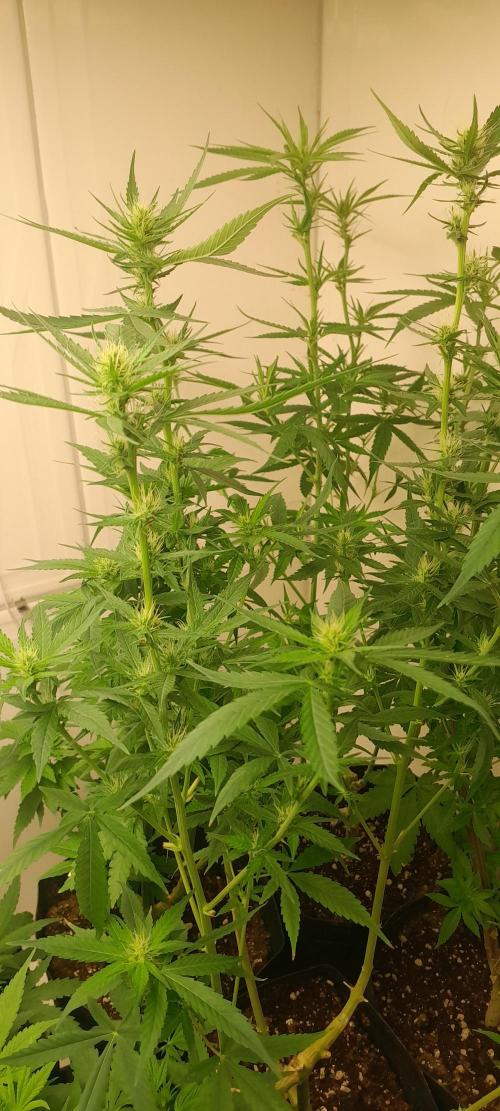 Super Silver Haze - 6 Pés. Week 8