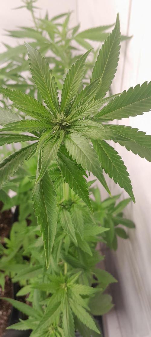 Geneticas da Tropicana. Week 7