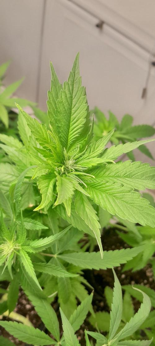 Geneticas da Tropicana. Week 7