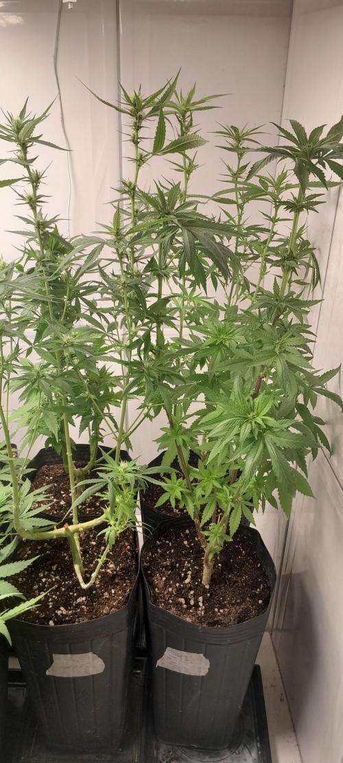 Geneticas da Tropicana. Week 7