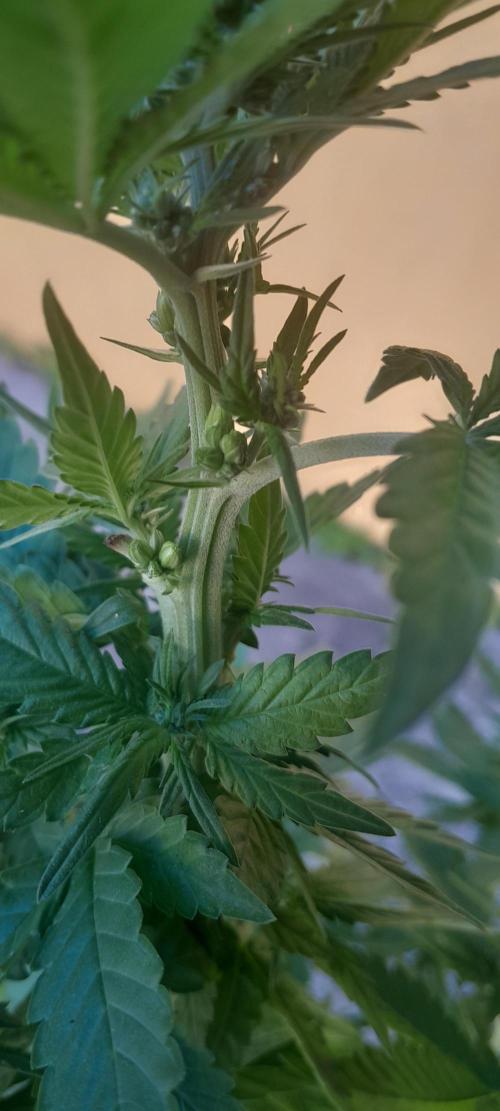 Geneticas da Tropicana. Week 7