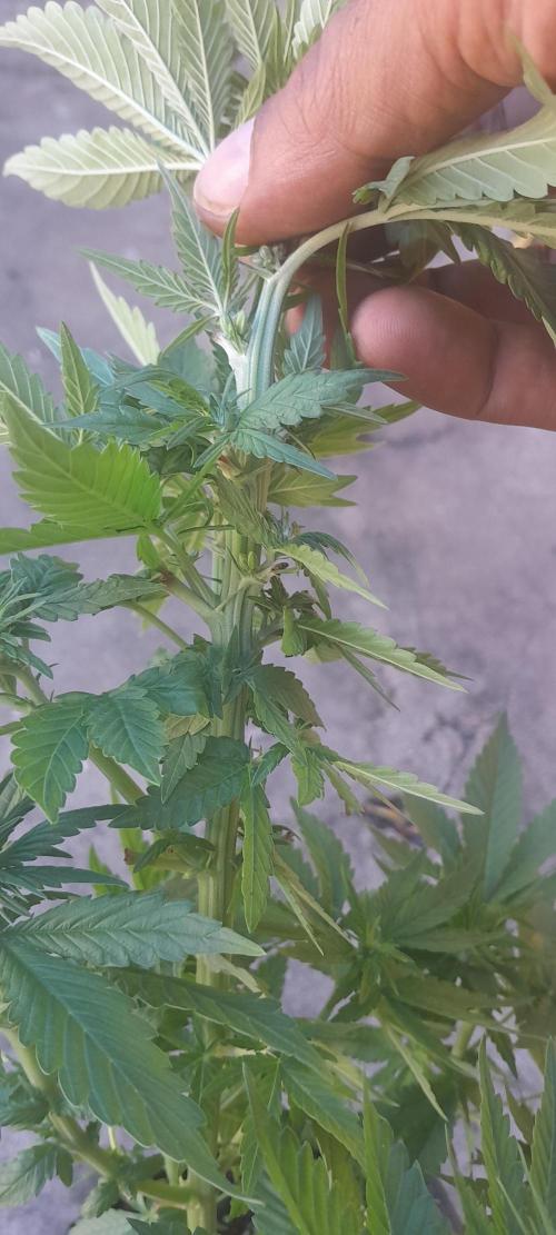 Geneticas da Tropicana. Week 7