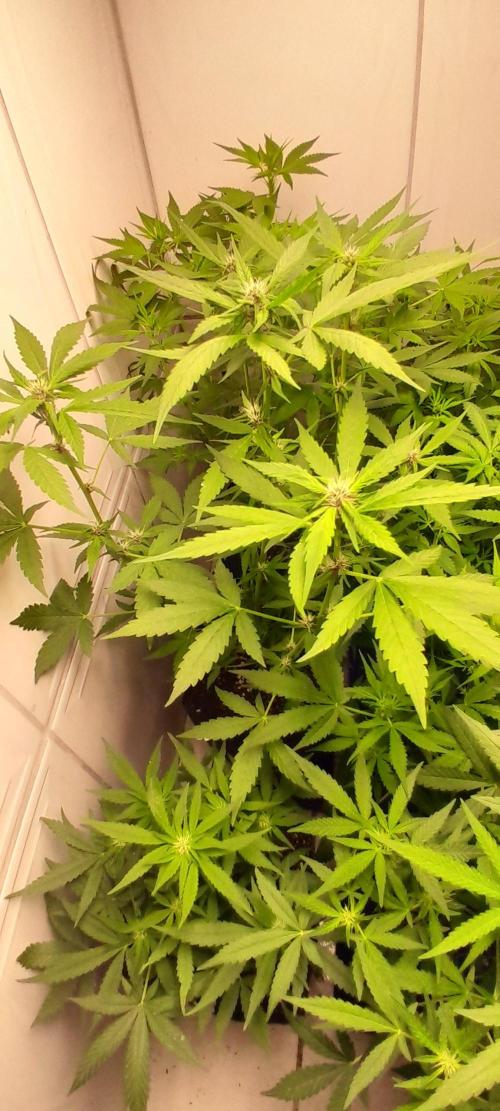 Que venha uma cor linda !. Week 5