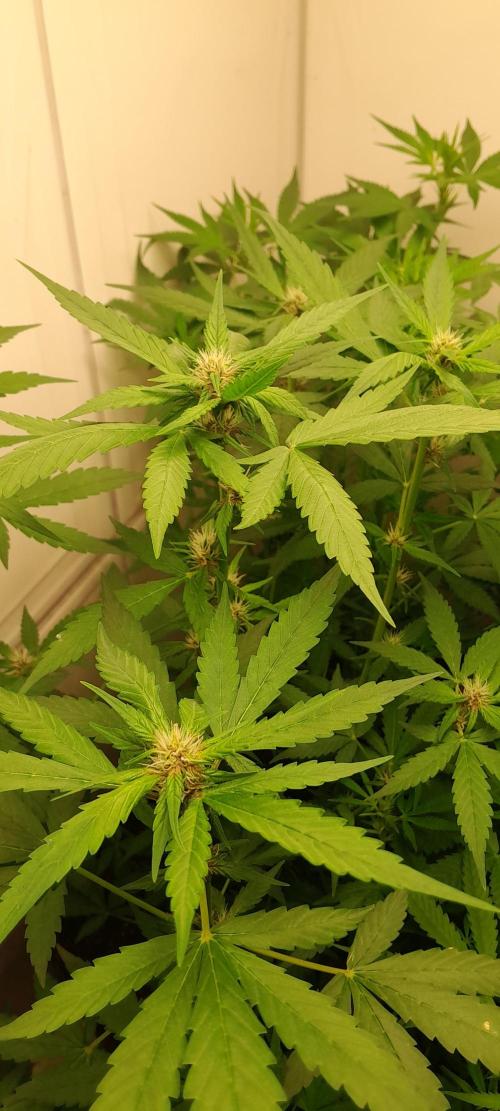 Que venha uma cor linda !. Week 5